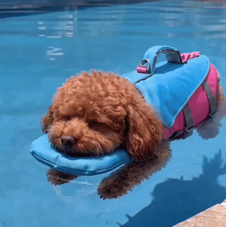 Chaleco Salvavidas Para Perros